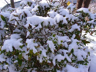 s-春の雪 033.jpg